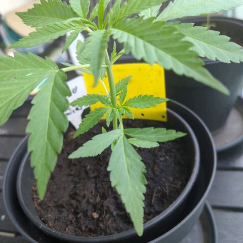 Mango Smile growlog timeline photo