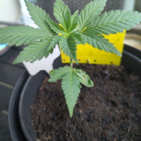 White Widow growlog timeline photo
