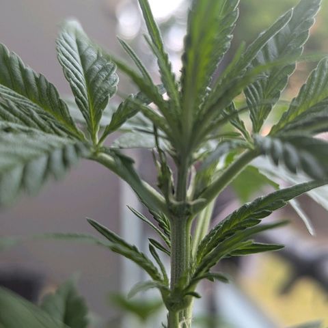Mango Smile growlog photo: Detected first pistils