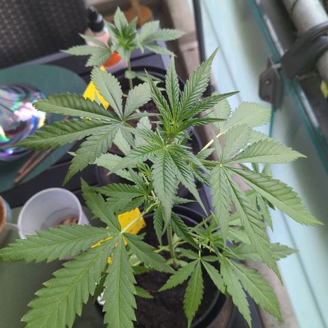Mango Smile growlog timeline photo