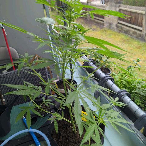Mango Smile growlog timeline photo