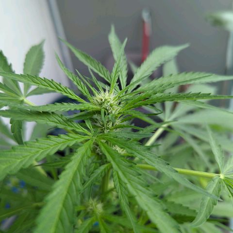 Mango Smile growlog timeline photo
