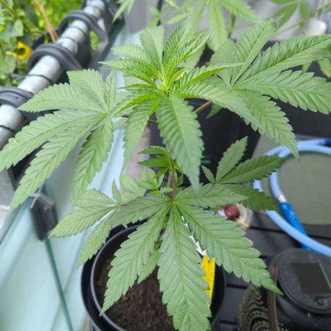 White Widow growlog timeline photo