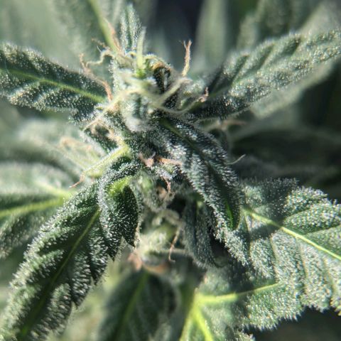 Mango Smile growlog timeline photo
