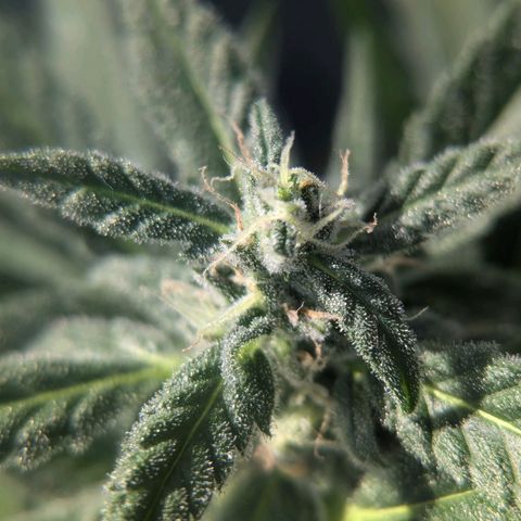 Mango Smile growlog timeline photo