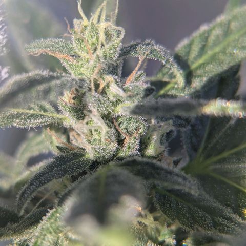 Mango Smile growlog timeline photo