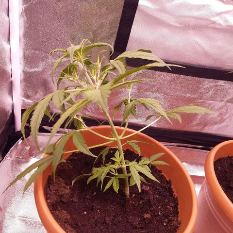 BlueBerry Skittlez growlog photo: Kurz nach LST