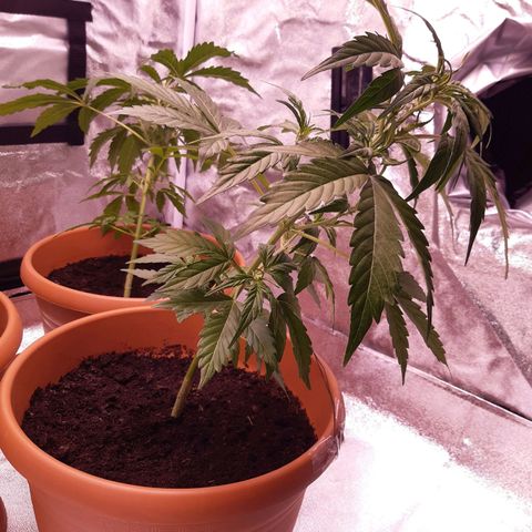 Banana Kush Cake growlog photo: Kurz nach LST