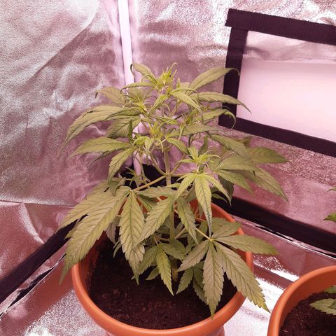 BlueBerry Skittlez growlog timeline photo