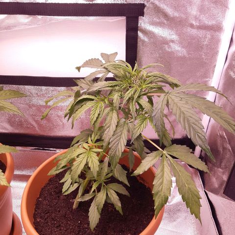 Banana Kush Cake growlog timeline photo
