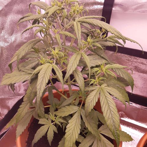BlueBerry Skittlez growlog photo: Starke Adlerkrallen
Ursachen:
Direkter Luftzug 
Überdüngung ( Blumenerde )
Naöhrsroffmangel?