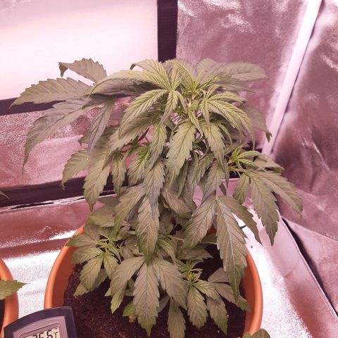 Banana Kush Cake growlog photo: Wächst kaum noch, sehr dünne Nodien Abstände 
