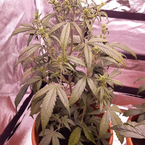 BlueBerry Skittlez growlog timeline photo