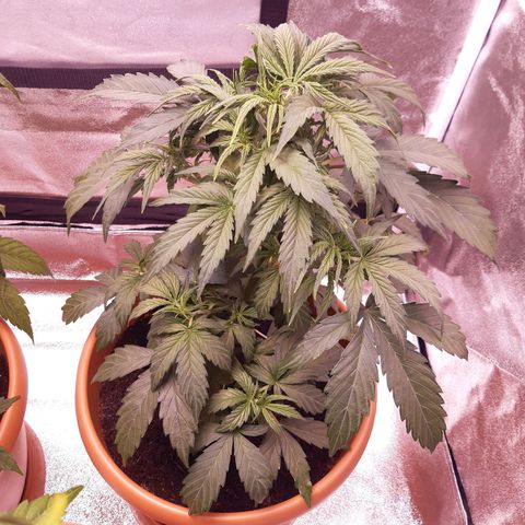 Banana Kush Cake growlog timeline photo