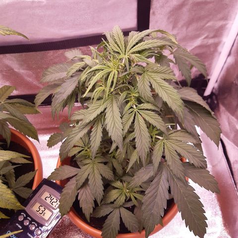 Banana Kush Cake growlog timeline photo