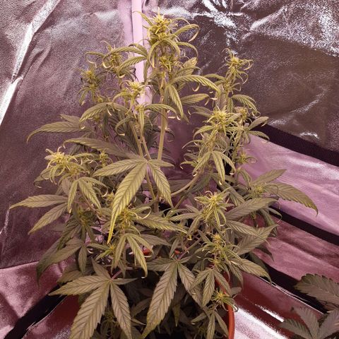 BlueBerry Skittlez growlog timeline photo