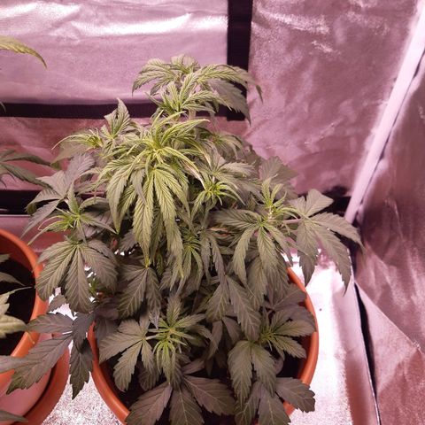 Banana Kush Cake growlog timeline photo