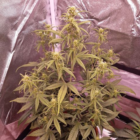 BlueBerry Skittlez growlog timeline photo