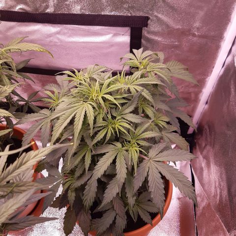 Banana Kush Cake growlog timeline photo