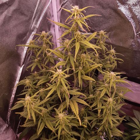 BlueBerry Skittlez growlog timeline photo