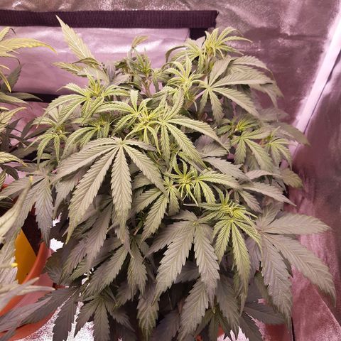 Banana Kush Cake growlog timeline photo