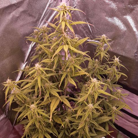 BlueBerry Skittlez growlog timeline photo