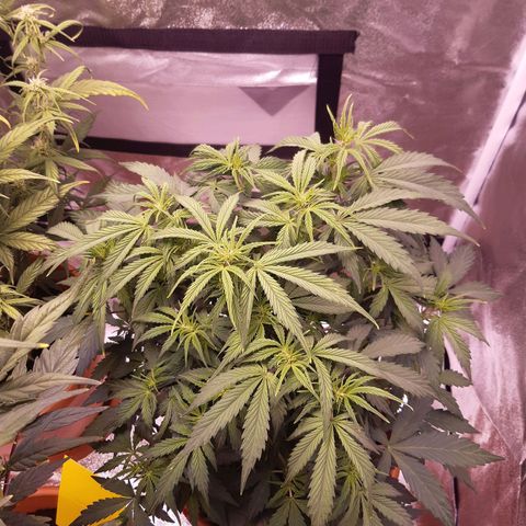 Banana Kush Cake growlog timeline photo
