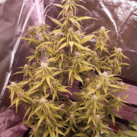 BlueBerry Skittlez growlog timeline photo