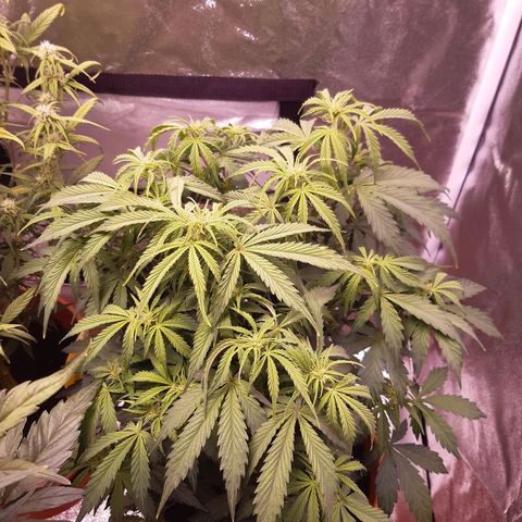 Banana Kush Cake growlog timeline photo