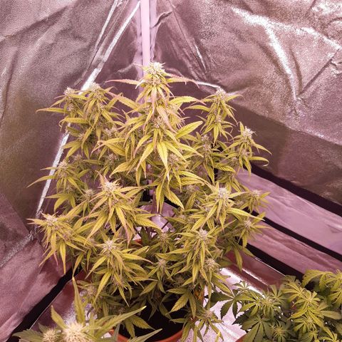 BlueBerry Skittlez growlog timeline photo