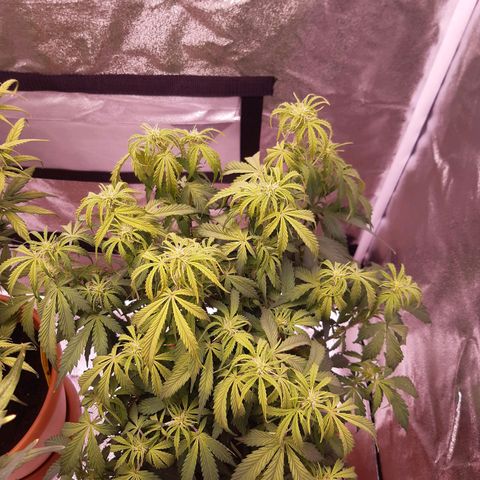 Banana Kush Cake growlog timeline photo