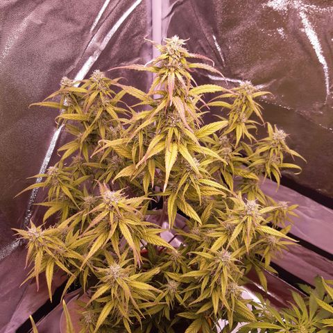 BlueBerry Skittlez growlog timeline photo