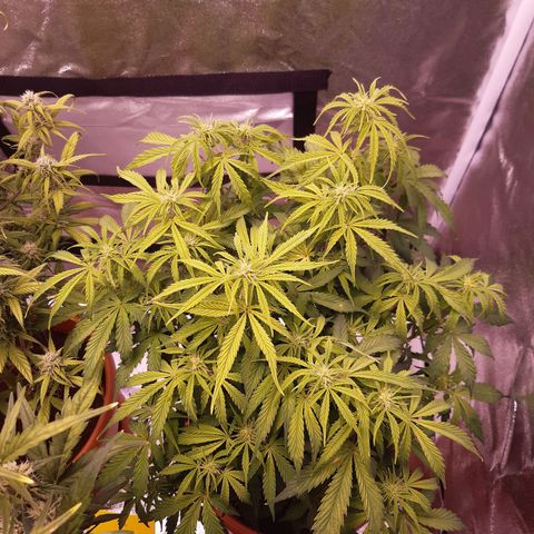 Banana Kush Cake growlog timeline photo