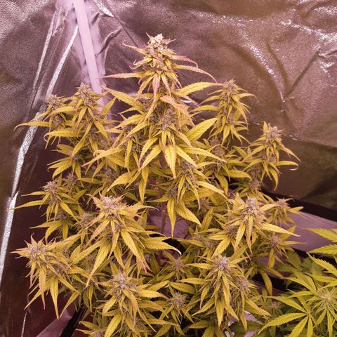 BlueBerry Skittlez growlog timeline photo