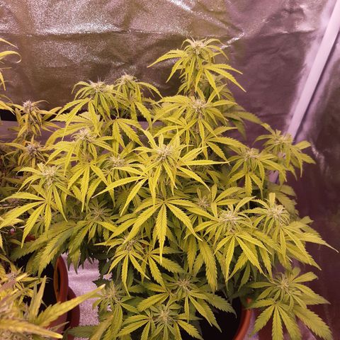 Banana Kush Cake growlog timeline photo