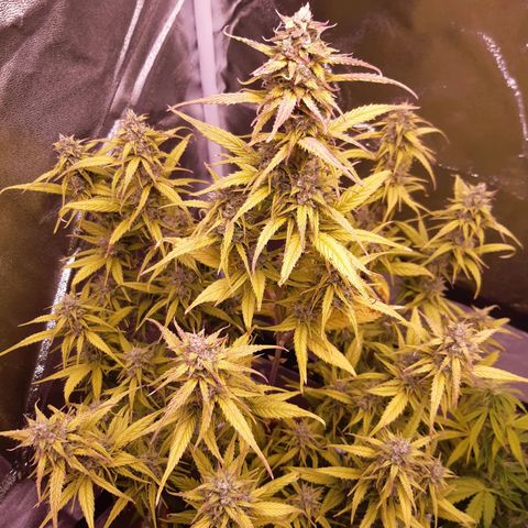 BlueBerry Skittlez growlog timeline photo