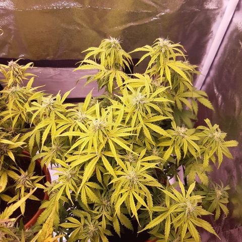 Banana Kush Cake growlog timeline photo