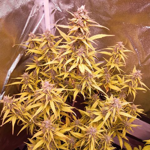 BlueBerry Skittlez growlog timeline photo