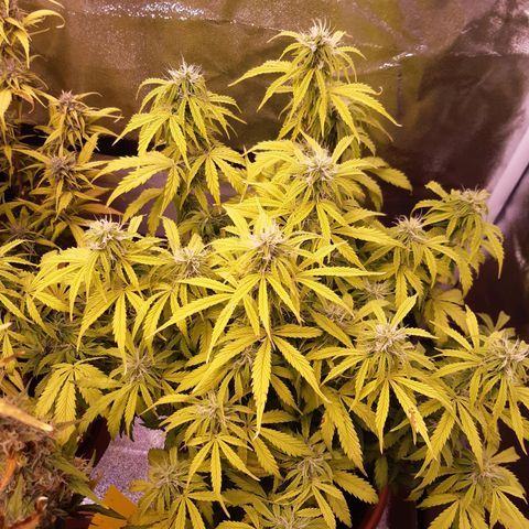 Banana Kush Cake growlog timeline photo