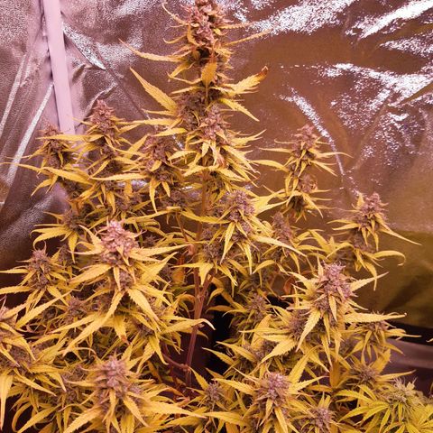 BlueBerry Skittlez growlog timeline photo