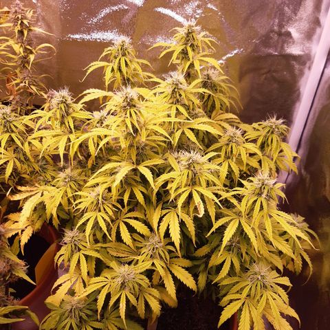Banana Kush Cake growlog timeline photo