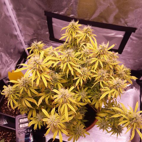 Banana Kush Cake growlog timeline photo