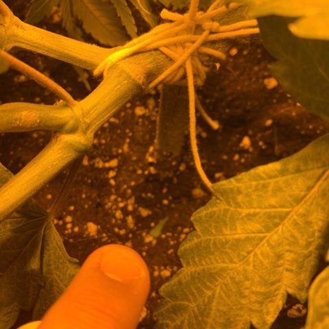 Mave growlog photo: Main stem split at first topping. Braced with cotton string. 