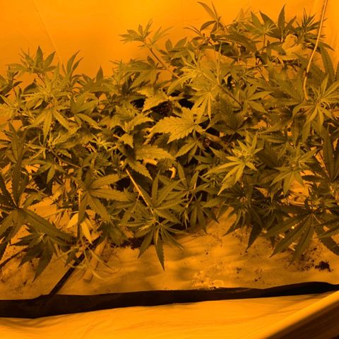 Mave growlog photo: Update