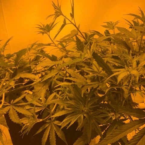 Mave growlog photo: Update 