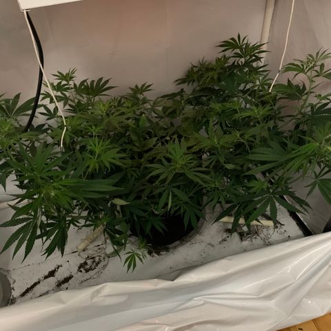 Mave growlog timeline photo
