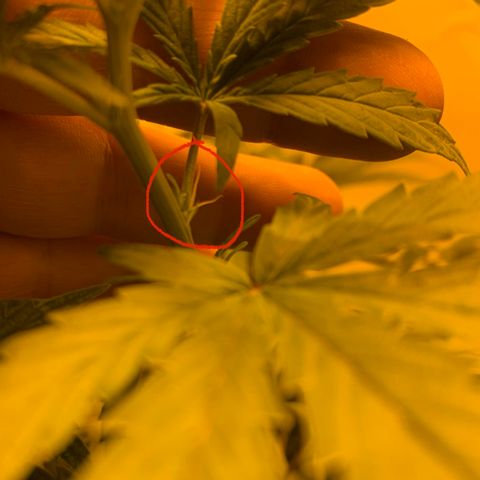 Mave growlog photo: First white hairs. 