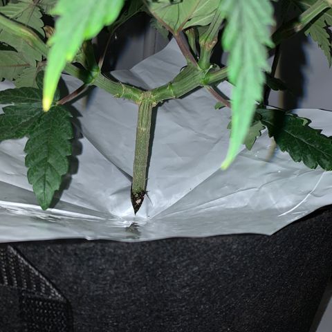 Mave growlog timeline photo