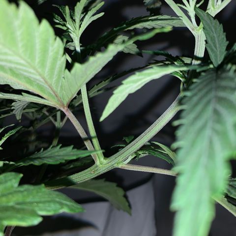 Mave growlog timeline photo