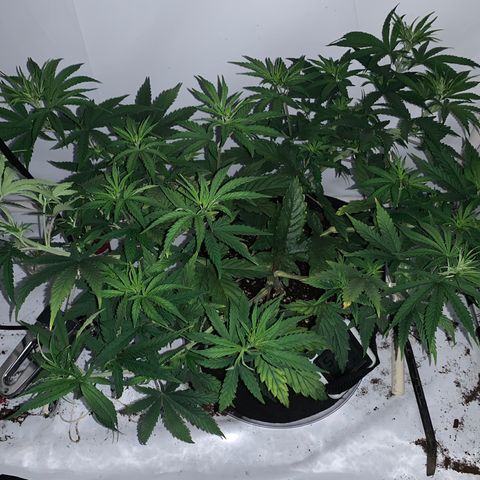 Mave growlog timeline photo